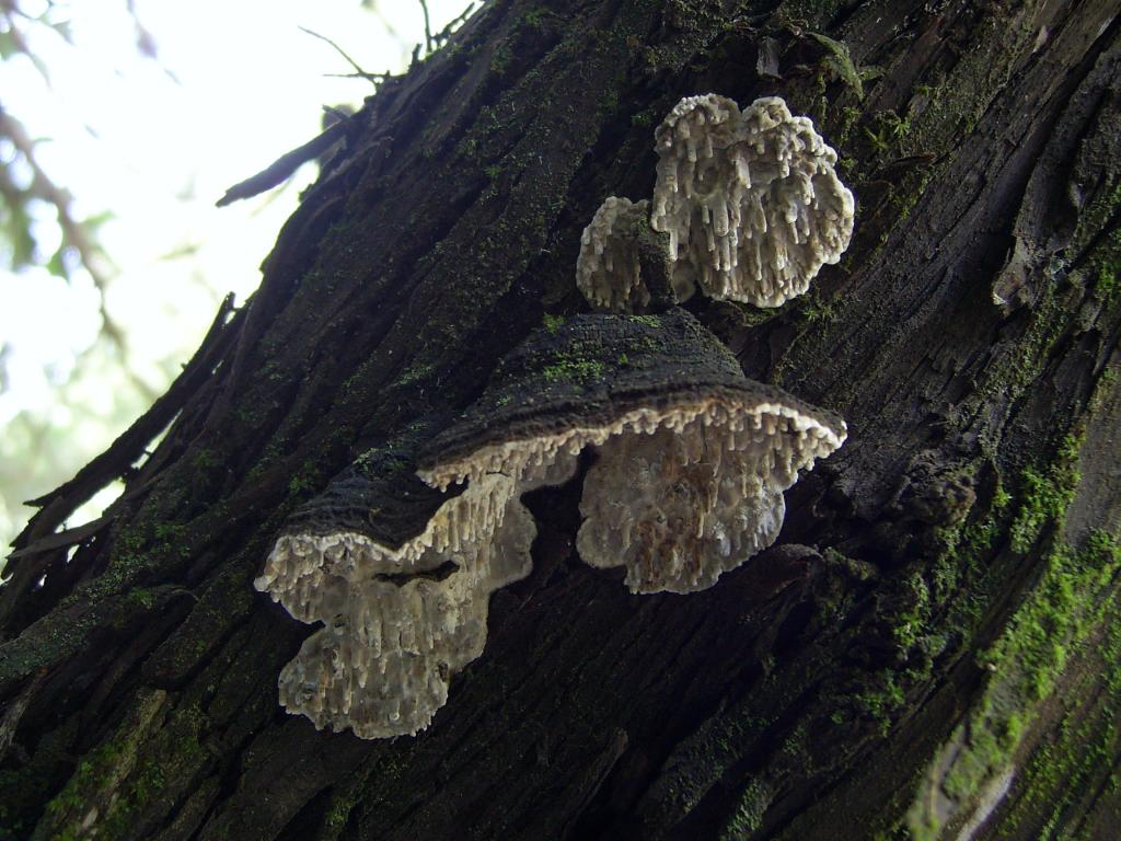 Представитель Семейства Echinodontiaceae